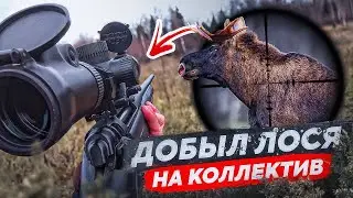 Охота на ЛОСЯ 🔥 Красиво взял ЛОСЯ на коллектив. ЗАГОННАЯ ОХОТА 2023.