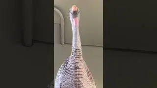Not to be done while hunting