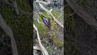 Подснежник белоснежный и гадючий лук #shorts