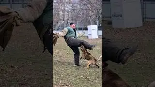 ⚡️K9. Lightning attack of the Dutch Shepherd Herder. 