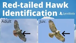 How to Identify a Red-tailed Hawk - Raptor Identification