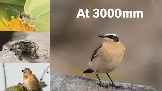 Dawn to dusk at Rainham Marshes : Spring Wildlife - Linnet Singing, Wheatear and other wildlife