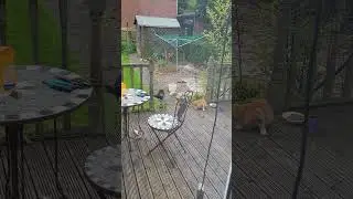 Mr Ginger Meets Mr Black