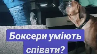 Боксери уміють співати?