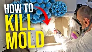 BEST way to Clean DANGEROUS Mold out of Your HOME and HVAC...
