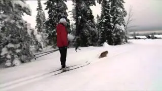 Кот норвежский, ездовой.