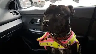 Почему Брона плачет ?