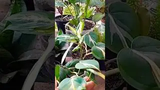 O COMEÇO DE UM SONHO  COMPARTILHEM  PESSOAL NÃO CUSTA NADA