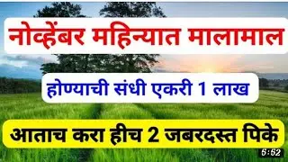 नोव्हेंबर महिन्यात शेतकरी जुगाड होणार मालामाल कमी दिवसांत जास्त उत्पादन देणारे पीक #मेथीलावगड