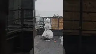 весна