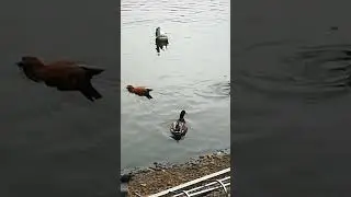 Утки и Лебеди