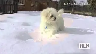 Puppy's first snowfall