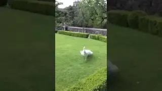 Повлин показал свой хвост(1)