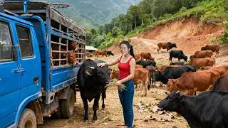 Slow Life in the Country. Buying Huge Cow from Farmer Women | Trucks Loaded Full for the Market Sell