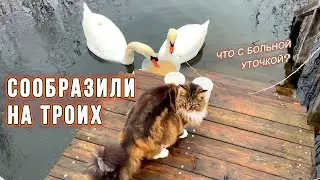 Кошка Анфиса и больная  уточка. #2k