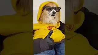 Funny Cute Dog #shorts #youtubeshorts #shortsfeed