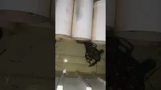 Lobster air tawar.  mau ngecas tapi masih malu-malu🤣
