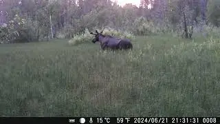 20240621 лось на болоте под дождем