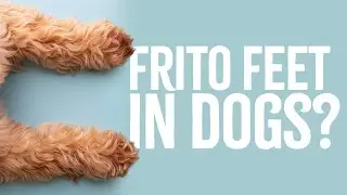 Why Do My Dog's Feet Smell BAD? Frito Feet In Dogs / Corn Chip Smell