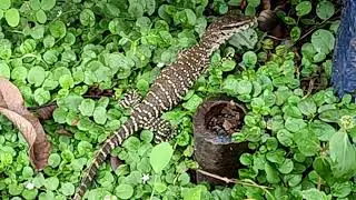 Bengal Monitor Lizard - Juvenile | Varanus bengalensis