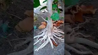 akar mencengkeram bumi||update waru india istimewa