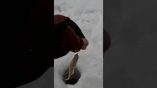 ХОТЕЛ ПОЙМАТЬ КРУПНОГО ОКУНЯ, А ПОЙМАЛ ЕГО😂😂😂 #fishingvideo #perch #окунь #рыбалканаокуня #shorts