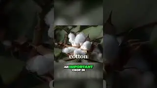 The Hidden Truth Behind American Slavery Harriet's Inspiring Journey