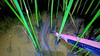 Panah Ikan Malam Ini Untuk Lauk Di Rumah