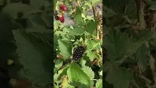 Клуб любителей Караки