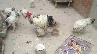 COMO CRIAR  GALLINAS EN CASA