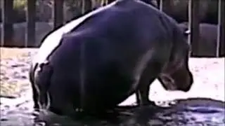 Hippopotamus - Busch Gardens - Tampa - Florida - 2003 - VHS