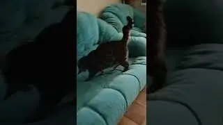 бакс охотник