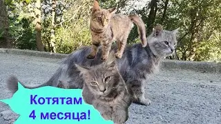 Котикам 4 месяца!