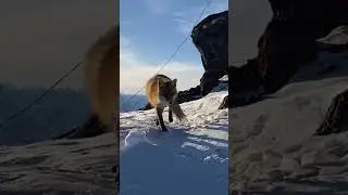 Встретили лис на Эльбрусе #travel #nature #mountain