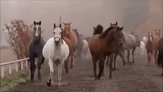 Konie czystej krwi arabskiej