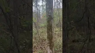 Bigfoot? Turn up the volume. You tell me...