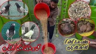 Achay Kabootar Ki Pehchan Kesay Kry 😮