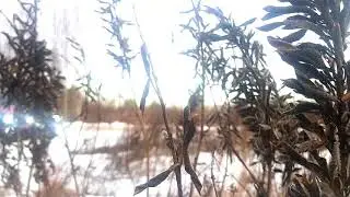 Приора. Стробоскопы. Природа
