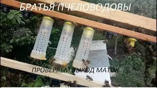 Проверяем выход маток