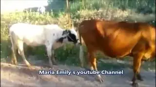 Funny Indian - Hindi Comedy - Whatsapp Compilation #1