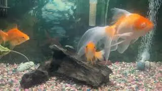 Riz, Raymond, Ralph, and Rascal