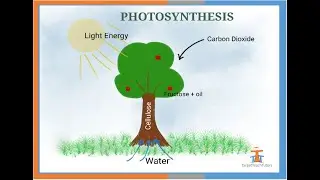Biology - GCSE - Higher - Photosynthesis - Useful before your exam