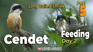 Burung Cendet - Pemberian makan anak disarang - H2