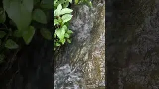 Alam Puncak Bogor