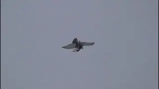 Ястреб утащил Голубя и спасибо не сказал😰 Как гонять голубей зимой?
