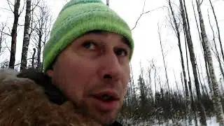 Лось 31 12 2020год