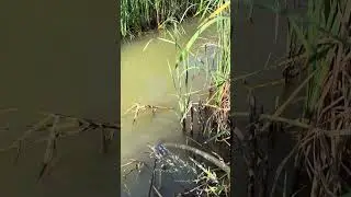 СКАЧИВАЕМ ПРУД, будем проверять наличие рыбы!