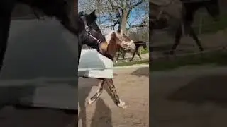 Endlich Im Traumstall❤️#horse #pferdevideo