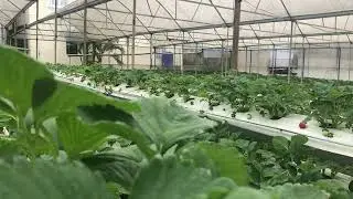 Momberry strawberry farm video maked by AI