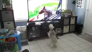Fam Nico pup & TV squirrels 240703